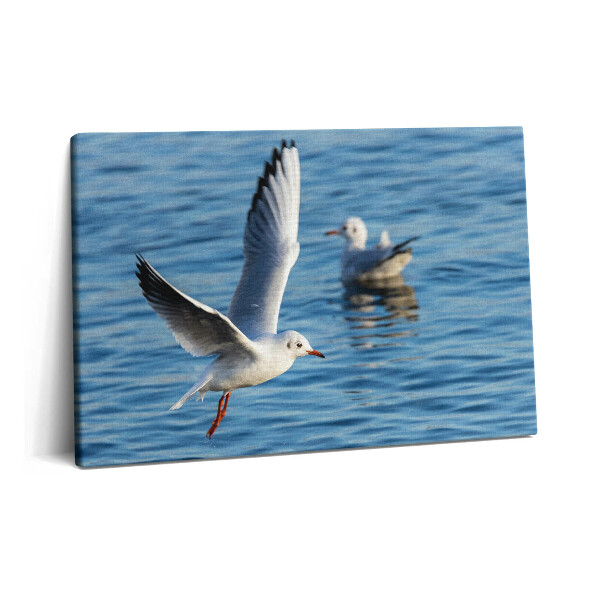 Tablou pe pânză 60x40 Pescărușii din Gdynia