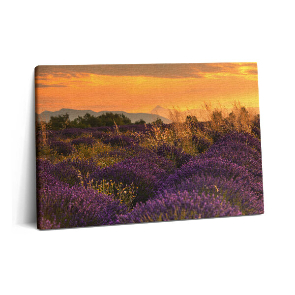 Tablou pe pânză 60x40 Pajiște de lavandă Provence Franța