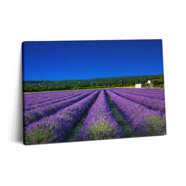 Tablou pe pânză 60x40 Câmp de lavandă în Provence