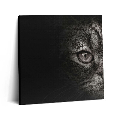 Tablou pe pânză canvas 60x60 pisică scoțiană