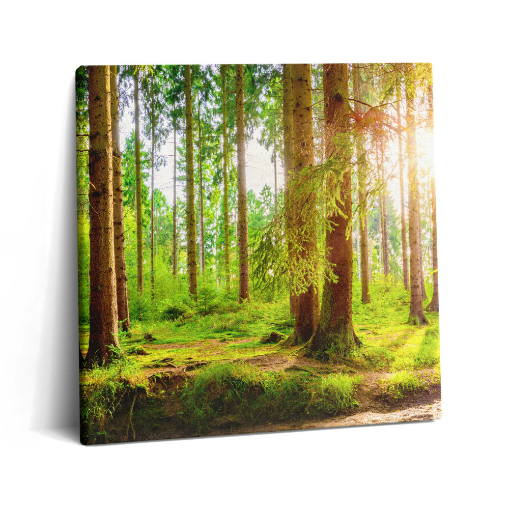 Tablou pe pânză canvas 60x60 Pădurea la soare