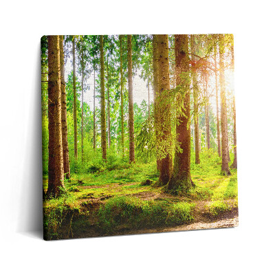 Tablou pe pânză canvas 60x60 Pădurea la soare