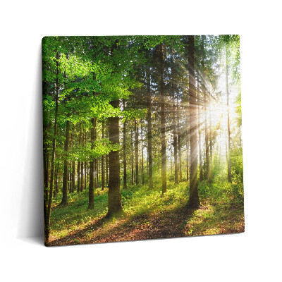 Tablou pe pânză canvas 60x60 Pădure și răsărit de soare