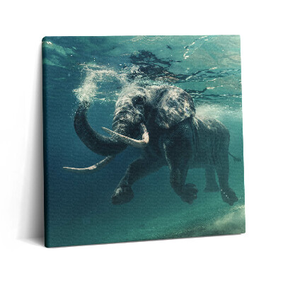 Tablou pe pânză canvas 60x60 Elefant african în apă