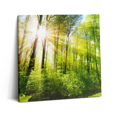 Tablou pe pânză canvas 60x60 Razele soarelui în pădure