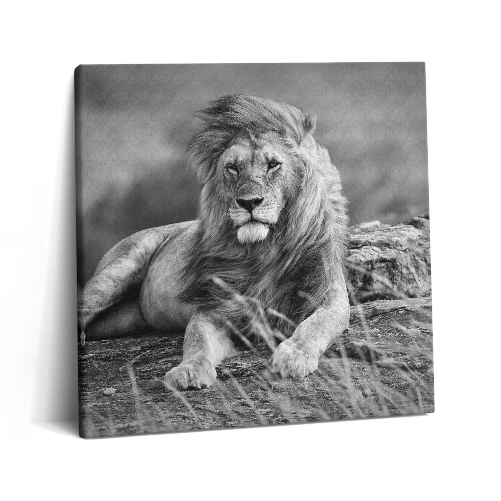 Tablou pe pânză canvas 60x60 Leul animal maiestuos