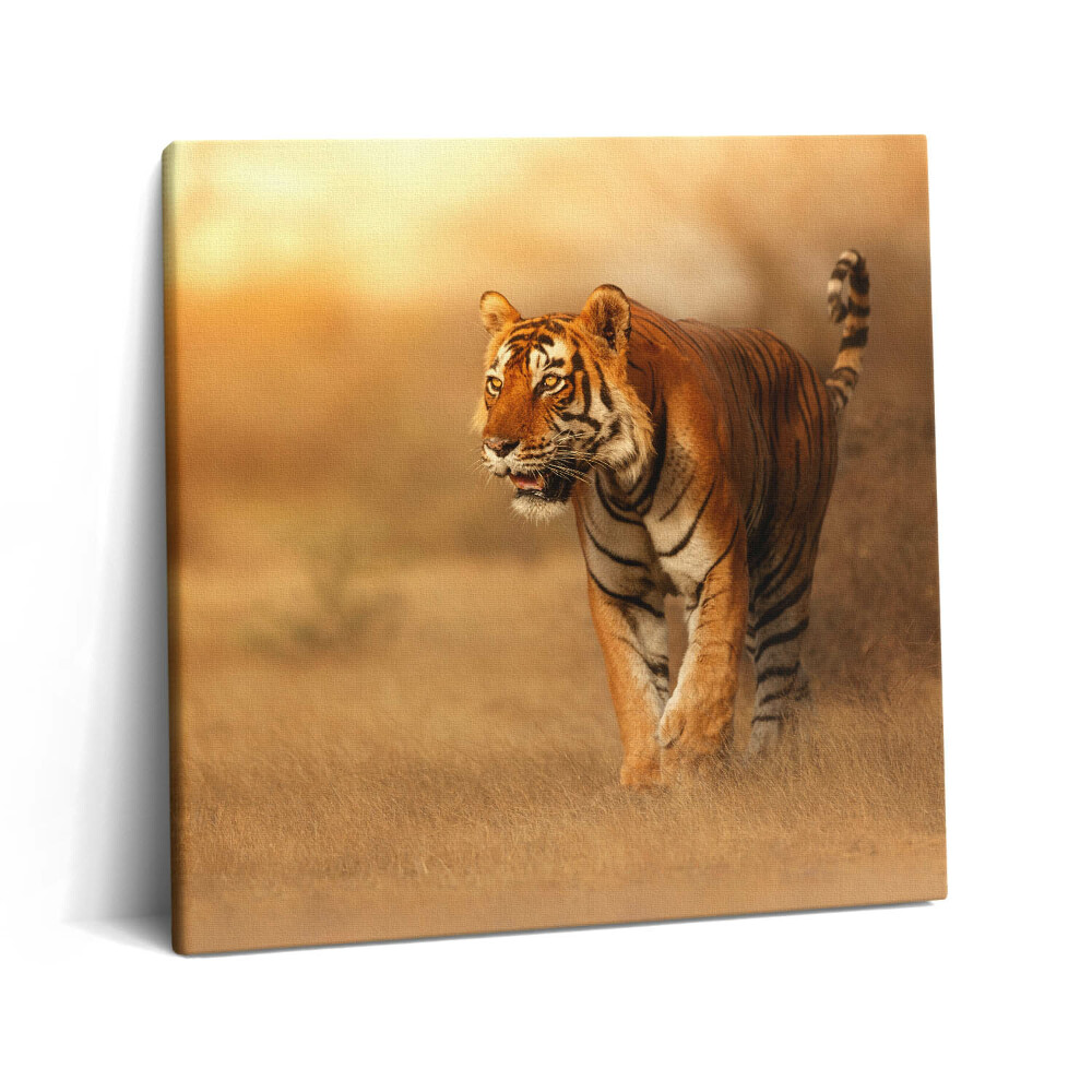 Tablou pe pânză canvas 60x60 Tigru sălbatic la vânătoare