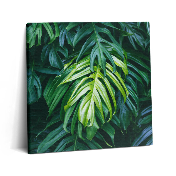 Tablou pe pânză canvas 60x60 Natură tropicală - frunze de monstera