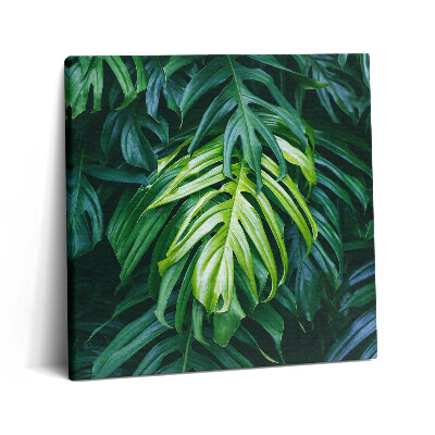 Tablou pe pânză canvas 60x60 Natură tropicală - frunze de monstera