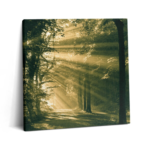Tablou pe pânză canvas 60x60 Razele soarelui în pădure