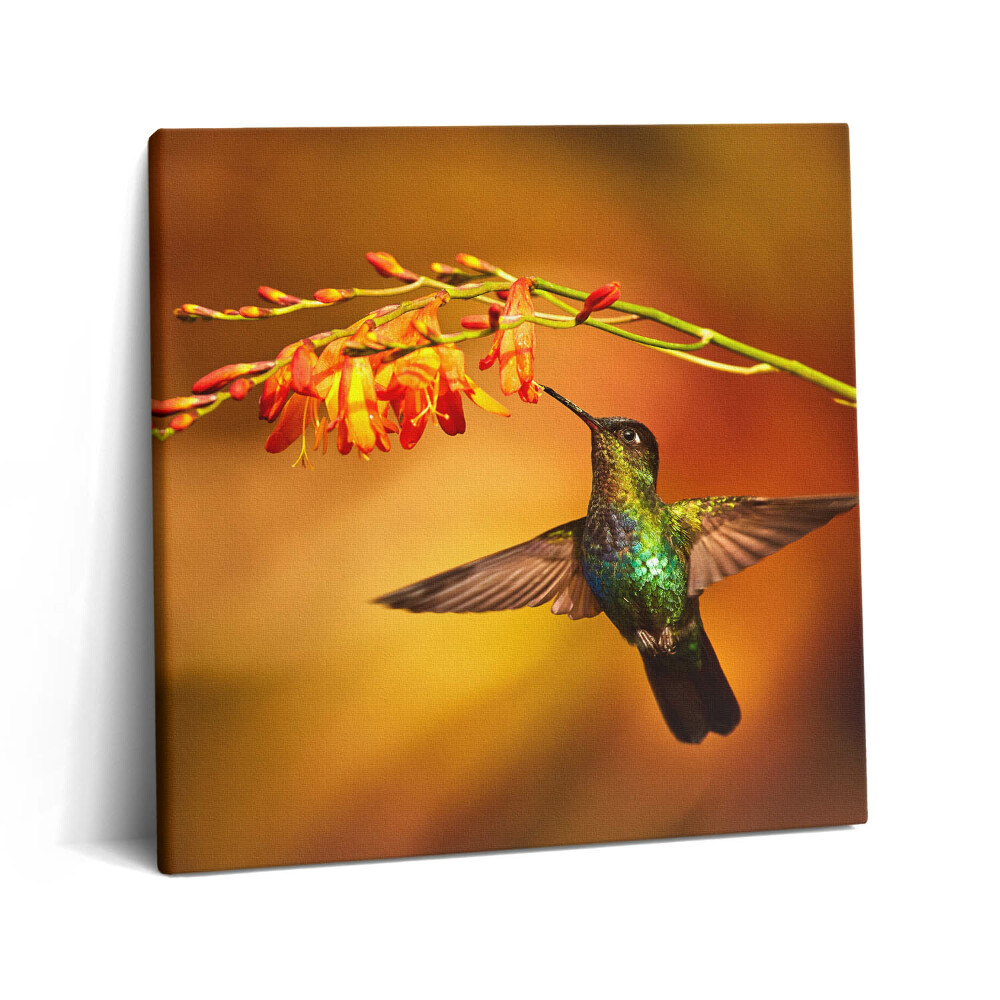 Tablou pe pânză canvas 60x60 Colibri