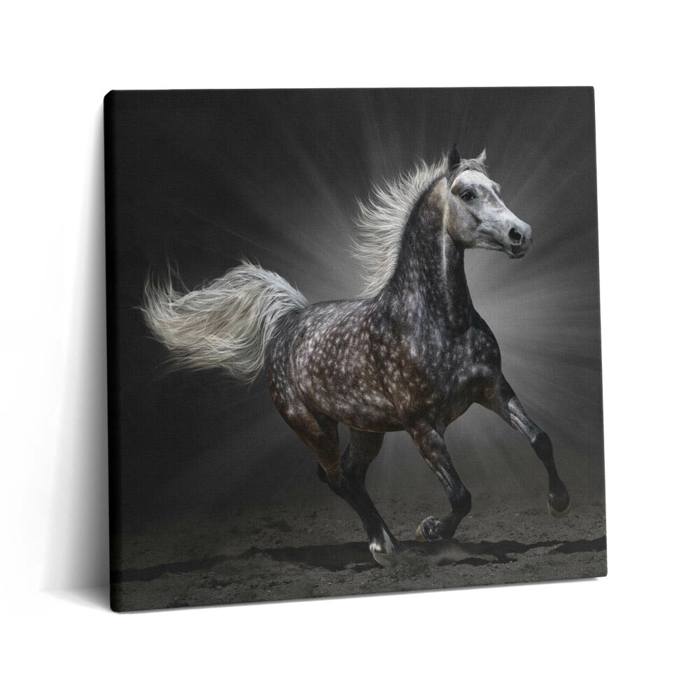 Tablou pe pânză canvas 60x60 Calul galopant