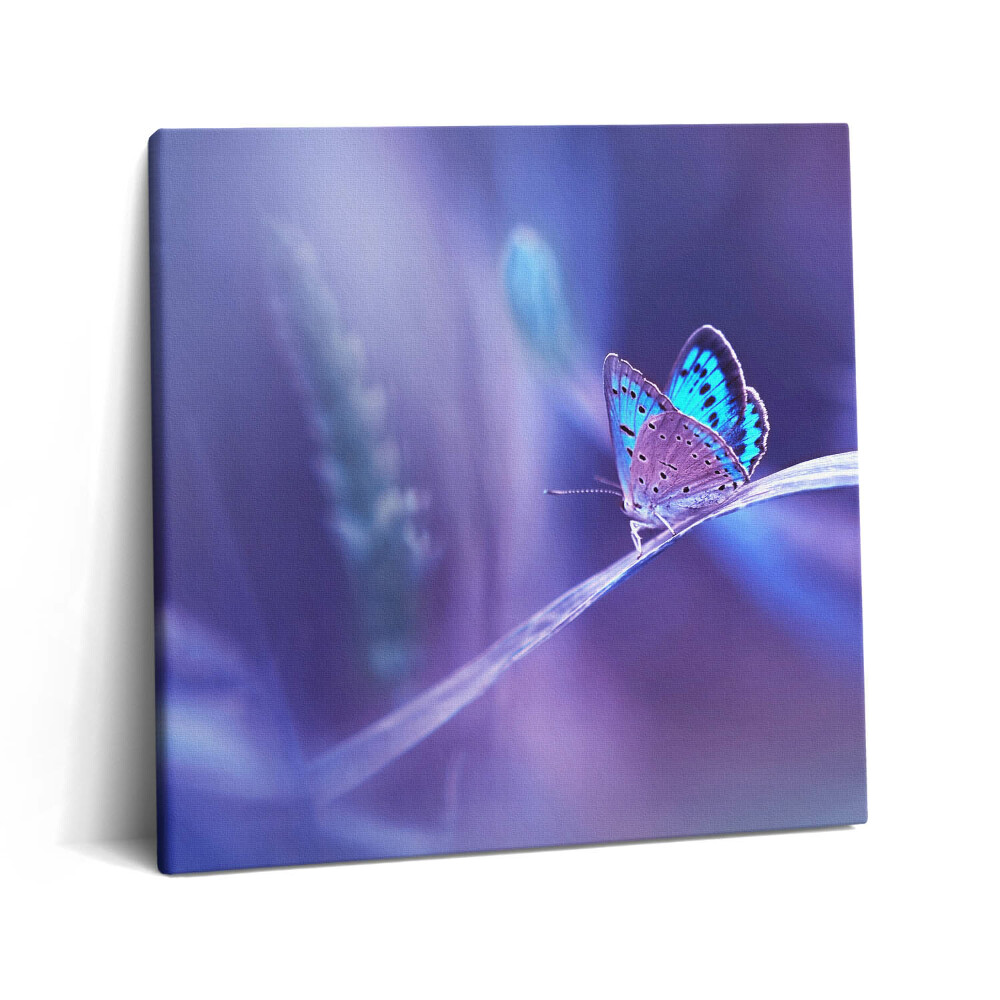 Tablou pe pânză canvas 60x60 Fluture pe iarbă