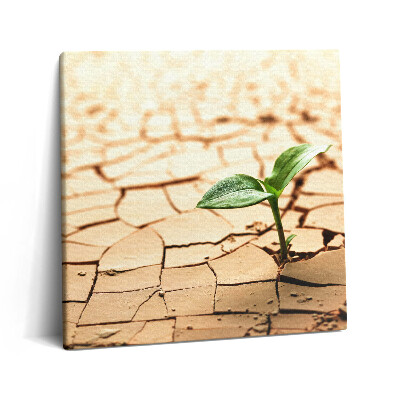Tablou pe pânză canvas 60x60 Plantați în sol uscat