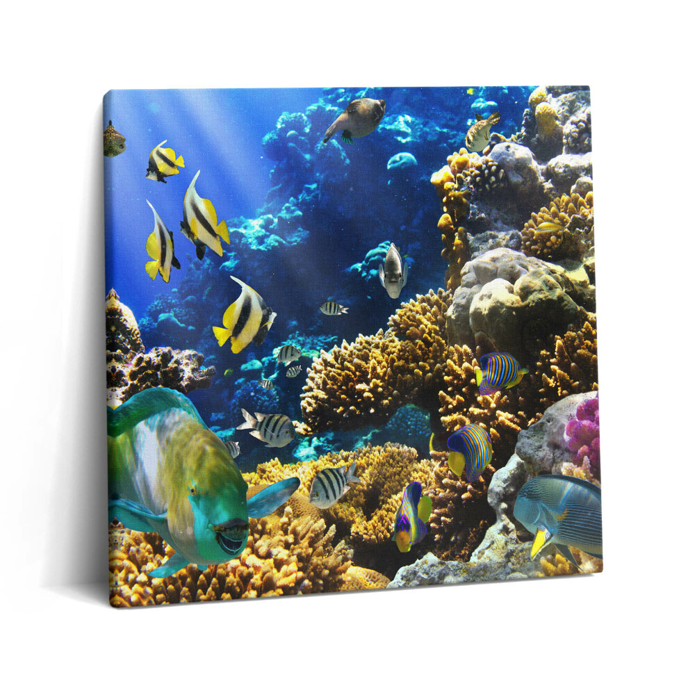 Tablou pe pânză canvas 60x60 Fotografie cu pești pe un recif de corali