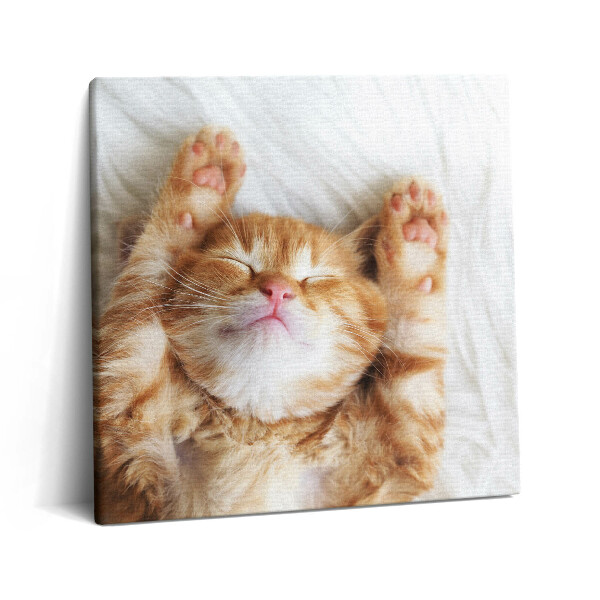 Tablou pe pânză canvas 60x60 Pisicuță adormită