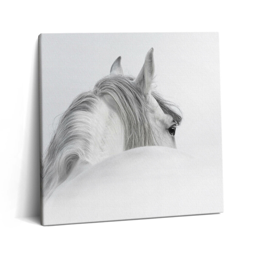 Tablou pe pânză canvas 60x60 Cal andaluz în ceață