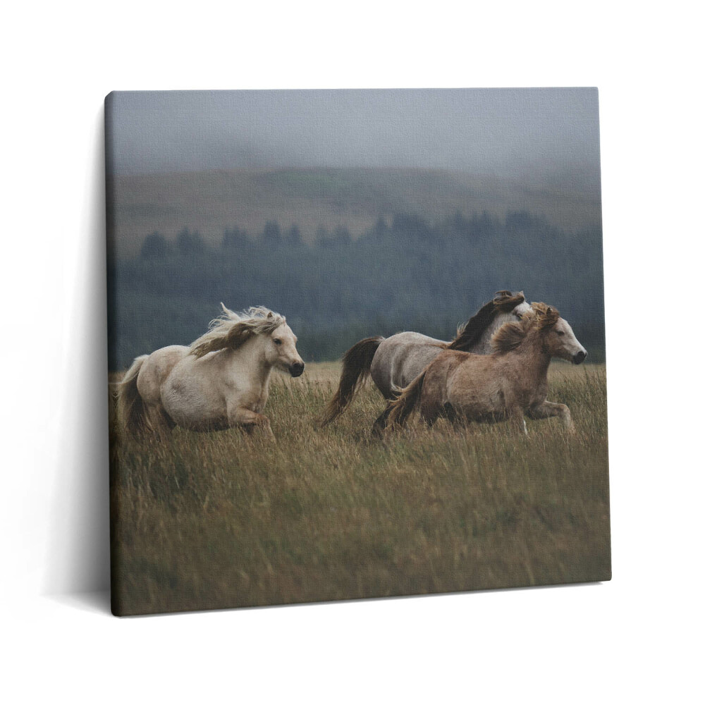 Tablou pe pânză canvas 60x60 Caii galopând în sus