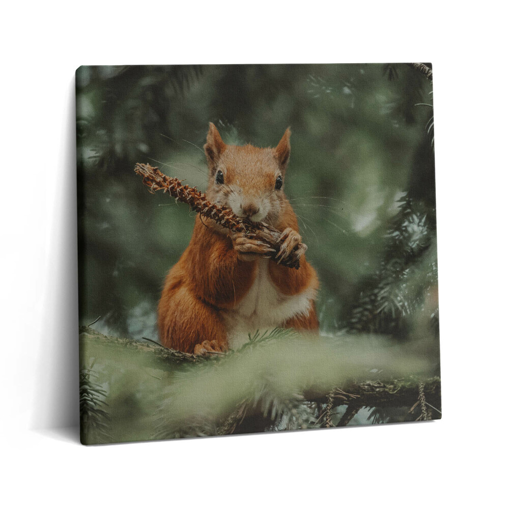 Tablou pe pânză canvas 60x60 Veveriță sălbatică din natură