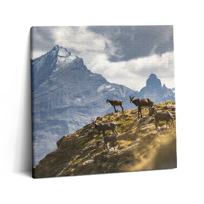 Tablou pe pânză canvas 60x60 Caprele și Valea Aosta din Italia