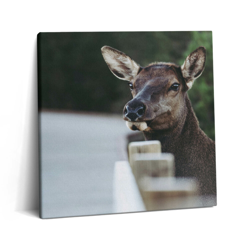 Tablou pe pânză canvas 60x60 Cap de cerb