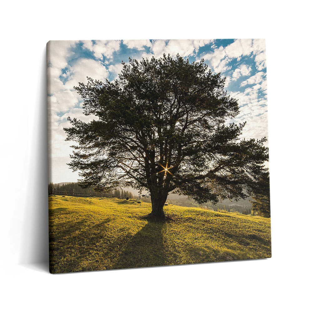 Tablou pe pânză canvas 60x60 Un copac cu frunze pe un deal
