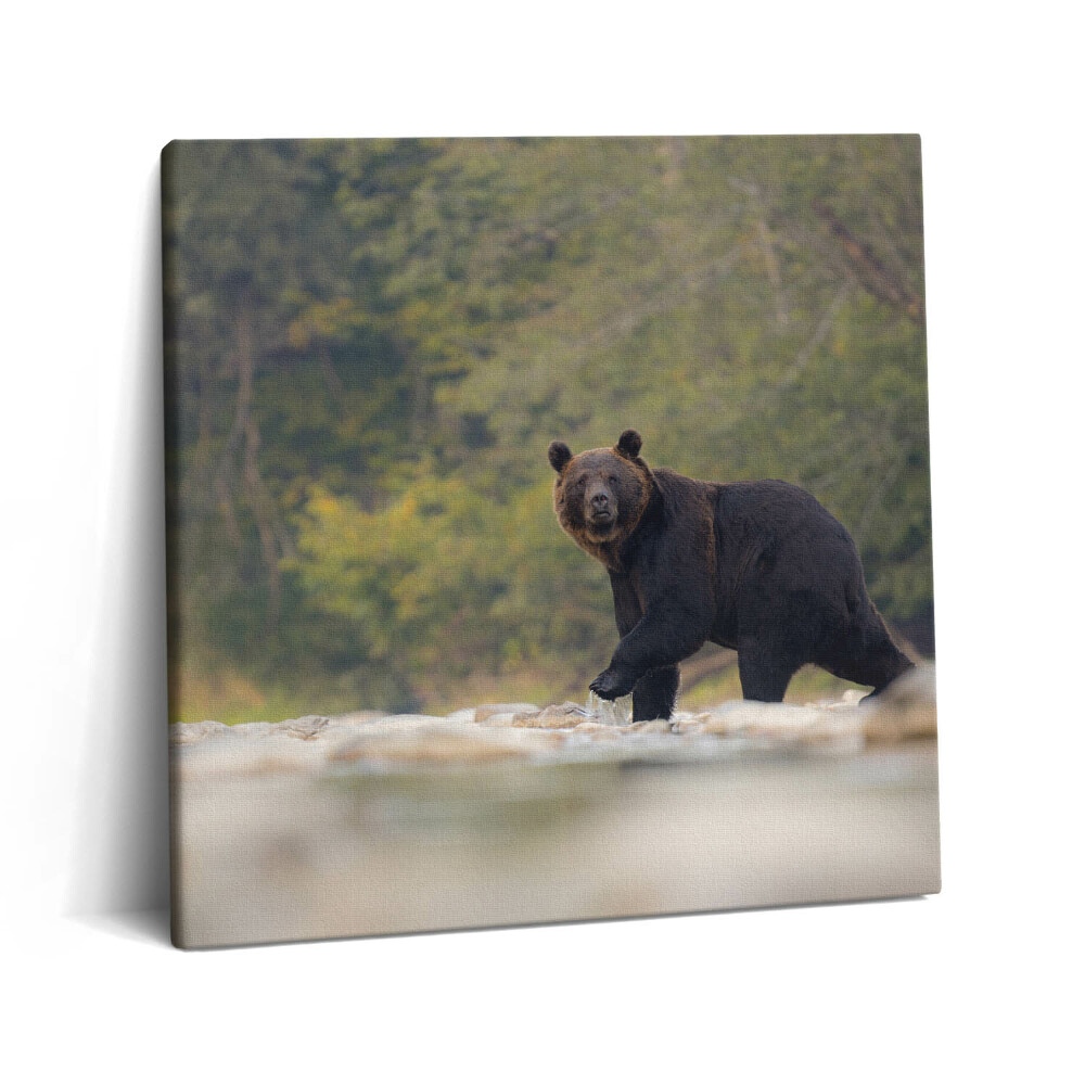 Tablou pe pânză canvas 60x60 Urs în Munții Bieszczady