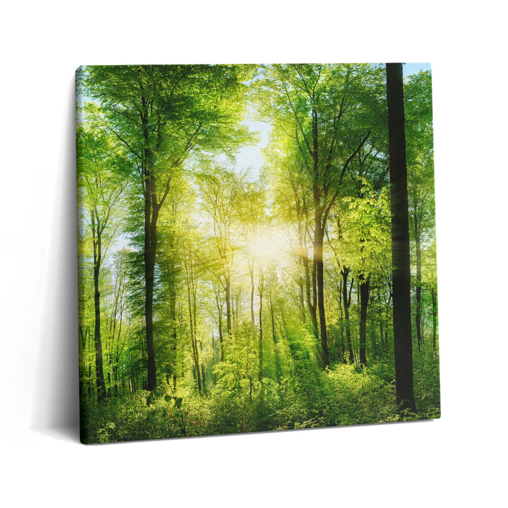 Tablou pe pânză canvas 60x60 Natura copacilor de pădure