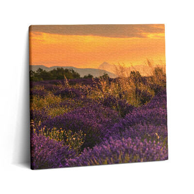 Tablou pe pânză canvas 60x60 Pajiște de lavandă Provence Franța