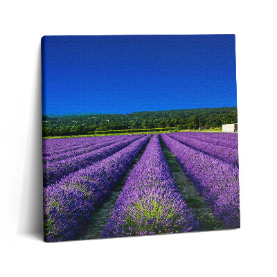 Tablou pe pânză canvas 60x60 Câmp de lavandă în Provence