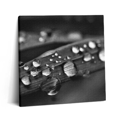 Tablou pe pânză canvas 60x60 Frunză de trandafir alb-negru