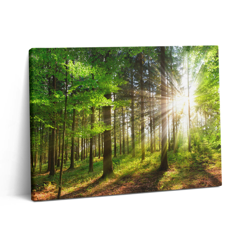 Pictură pe pânză 80x60 Pădure și răsărit de soare