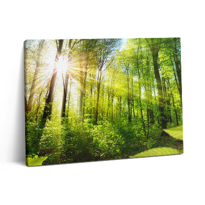 Pictură pe pânză 80x60 Razele soarelui în pădure