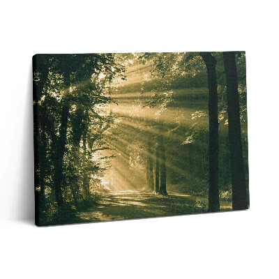 Pictură pe pânză 80x60 Razele soarelui în pădure