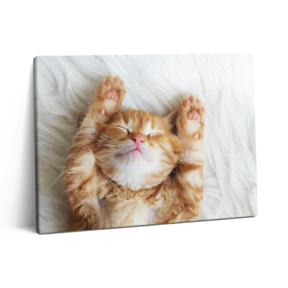 Pictură pe pânză 80x60 Pisicuță adormită