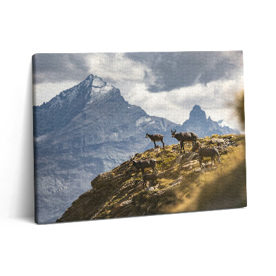 Pictură pe pânză 80x60 Caprele și Valea Aosta din Italia