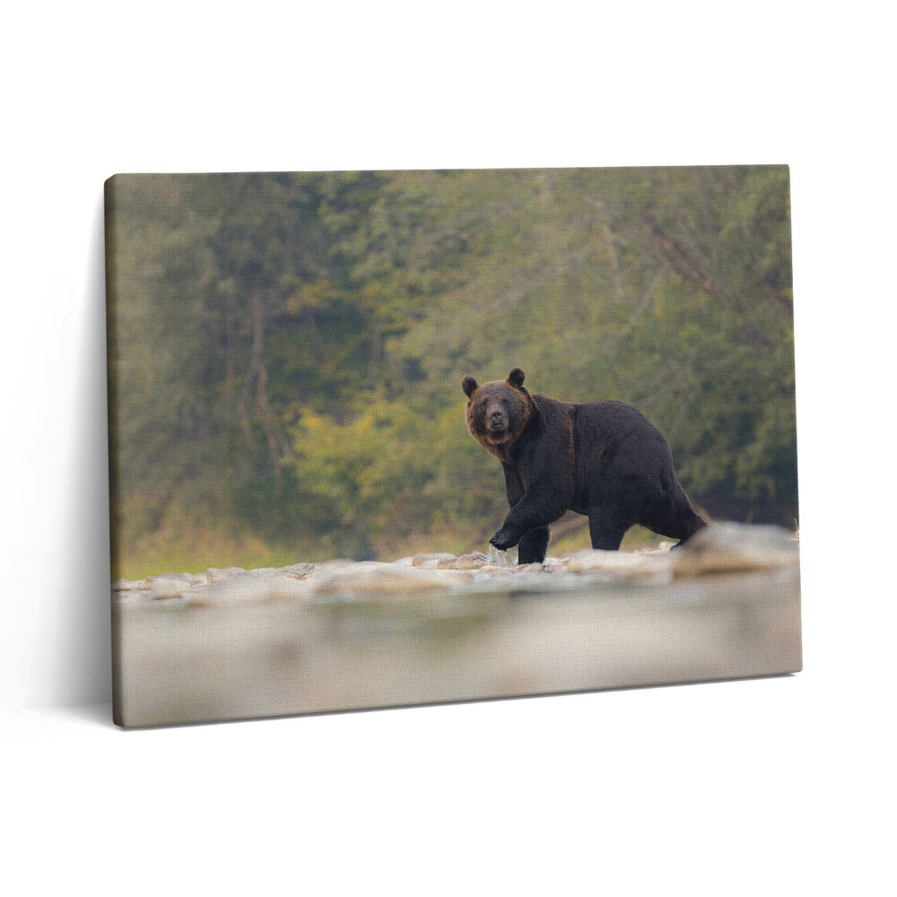 Pictură pe pânză 80x60 Urs în Munții Bieszczady