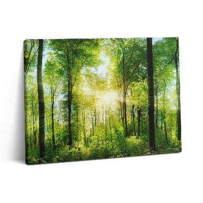 Pictură pe pânză 80x60 Natura copacilor de pădure