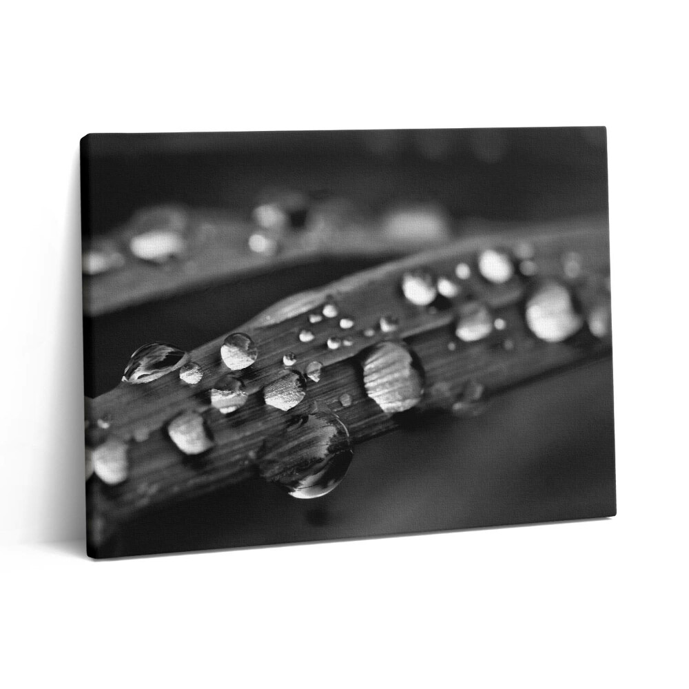 Pictură pe pânză 80x60 Frunză de trandafir alb-negru