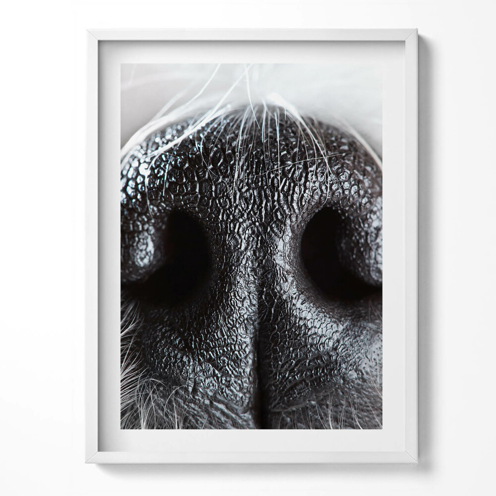 Tablou living cu rama Prim-plan al nasului unui animal