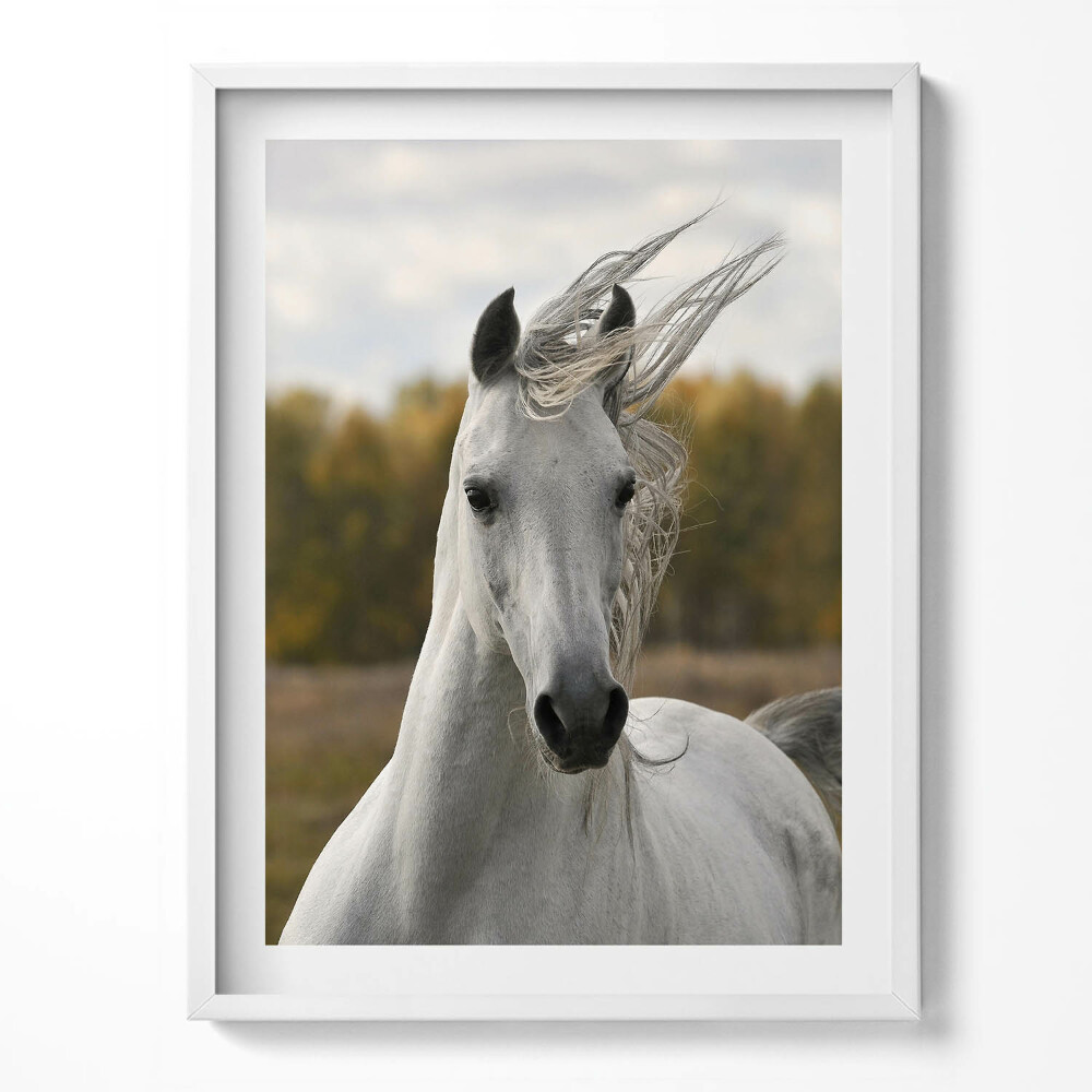 Tablou living cu rama Un cal alb galopând