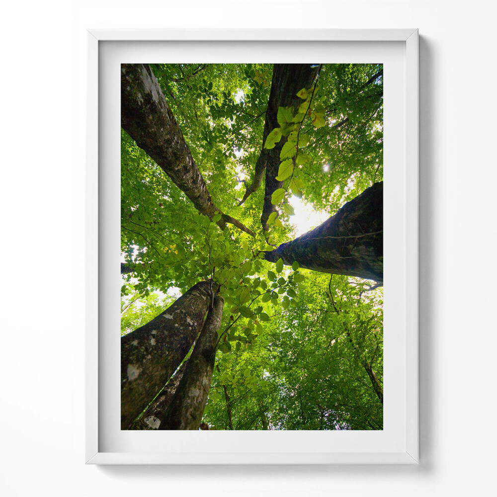 Tablou living cu rama Copaci cu frunze verzi