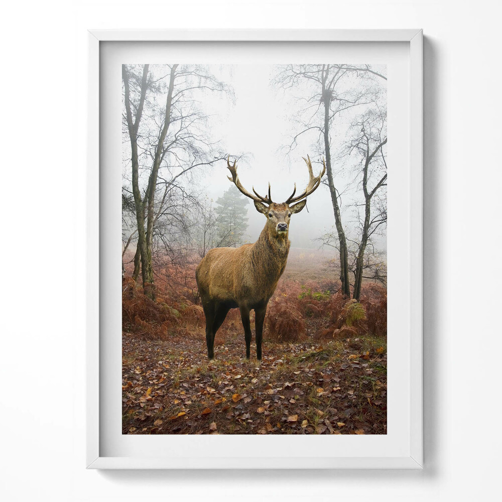 Tablou rama Cerbi în pădure în toamnă