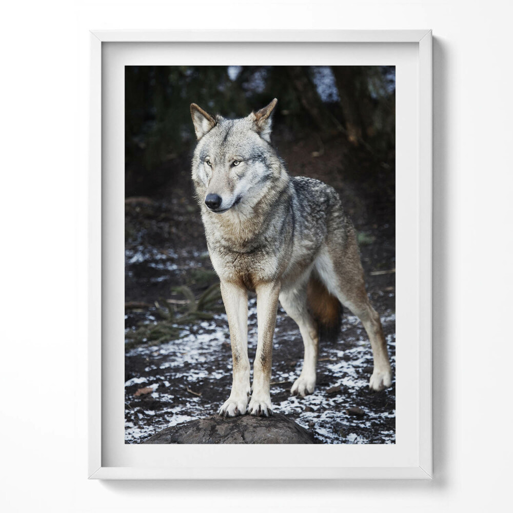 Tablou living cu rama Lupul sălbatic în pădure