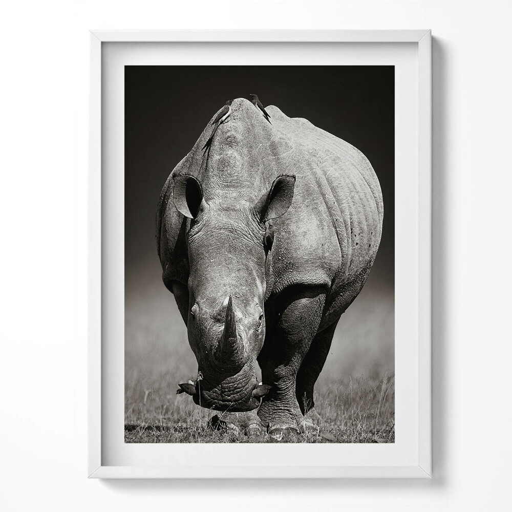 Tablou living cu rama Rinocer alb-negru