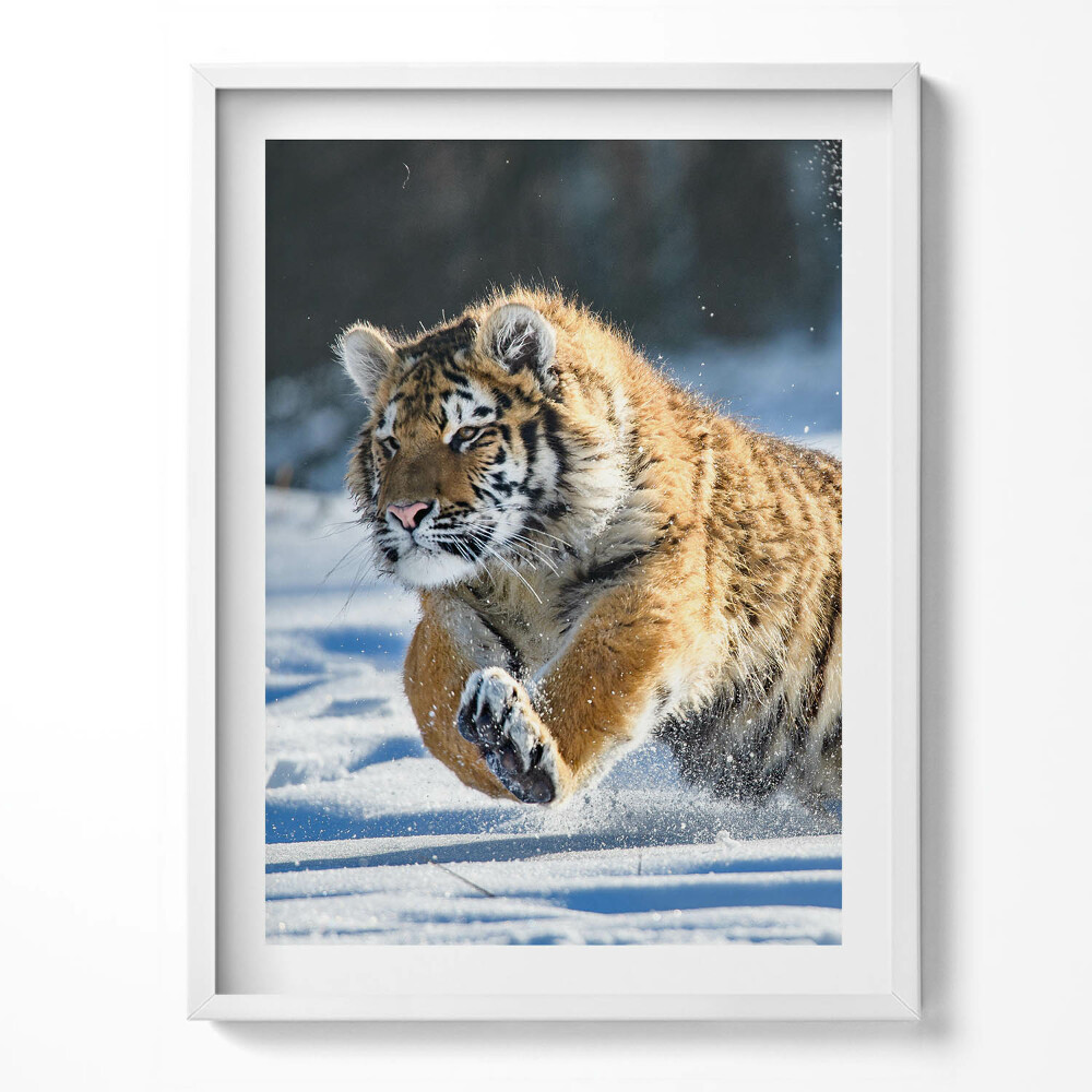 Tablou rama Tigru pufos în zăpadă