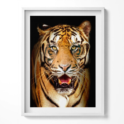 Tablou living cu rama O pisică tigru sălbatică distinctivă