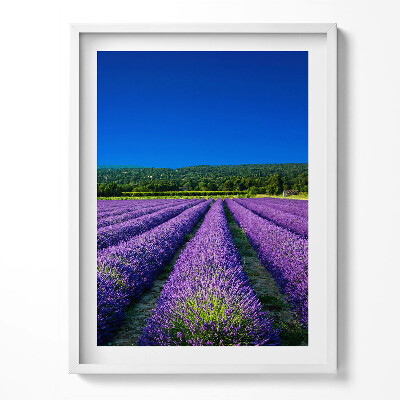 Tablou rama Câmp de lavandă în Provence