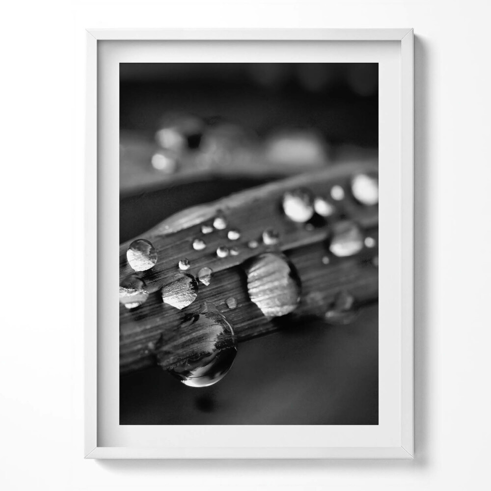 Tablou rama Frunză de Rosa Alb-Negru