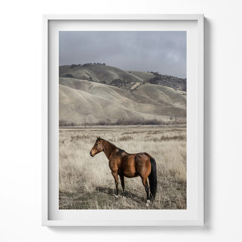 Tablou living cu rama Un cal călare printre iarbă